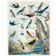 Puzzle oiseaux