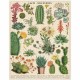 Puzzle cactus & succulentes